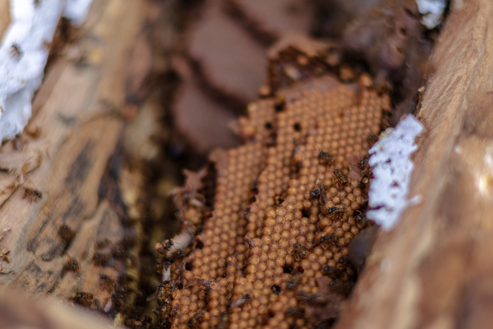 La meliponicultura sin bienestar para las abejas, es contradictoria
